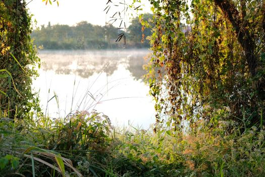 grass with fog on swamp pond lake. foggy misty morning