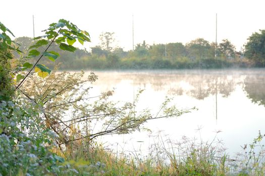 grass with fog on swamp pond lake. foggy misty morning