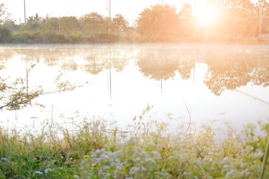 grass with fog on swamp pond lake. foggy misty morning