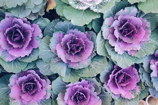 ornamental cabbages decorating in garden. decorative cabbage plant. Brassica Oleracea
