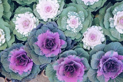 ornamental cabbages decorating in garden. decorative cabbage plant. Brassica Oleracea