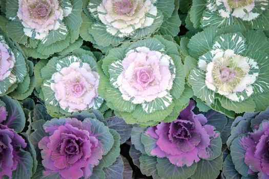 ornamental cabbages decorating in garden. decorative cabbage plant. Brassica Oleracea