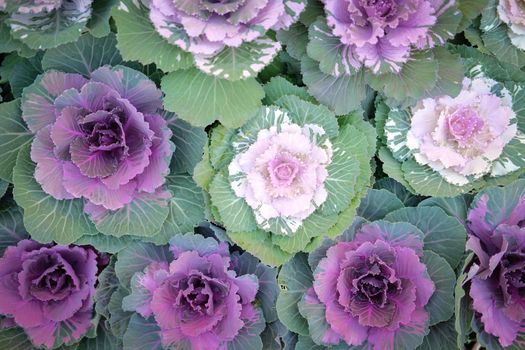 ornamental cabbages decorating in garden. decorative cabbage plant. Brassica Oleracea