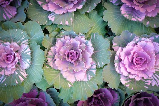ornamental cabbages decorating in garden. decorative cabbage plant. Brassica Oleracea