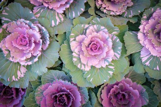 ornamental cabbages decorating in garden. decorative cabbage plant. Brassica Oleracea
