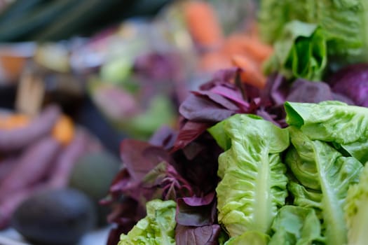 lettuce vegetable. fresh organic vegetables harvest for cooking food