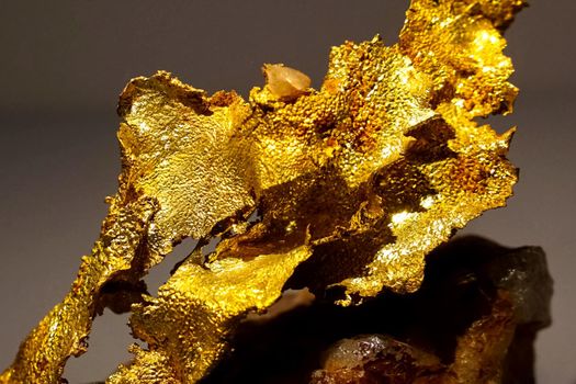 Golden nuggets in the museum. Gold in nuggets.