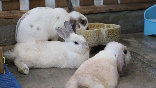 White color rabbit or bunny sitting and playing on cement floor in house and dry Barley straw and water in tray beside them. they look a bit fluffy and adorable. rabbit very popular pets for young woman. animal concept.