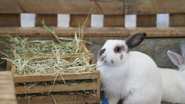 White color rabbit or bunny sitting and playing on cement floor in house and dry Barley straw and water in tray beside them. they look a bit fluffy and adorable. rabbit very popular pets for young woman. animal concept.