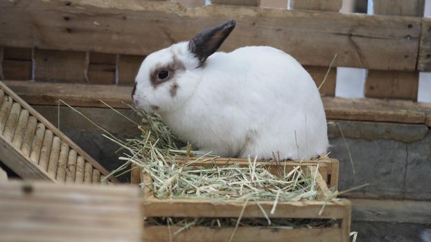 White color rabbit or bunny sitting and playing on cement floor in house and dry Barley straw and water in tray beside them. they look a bit fluffy and adorable. rabbit very popular pets for young woman. animal concept.