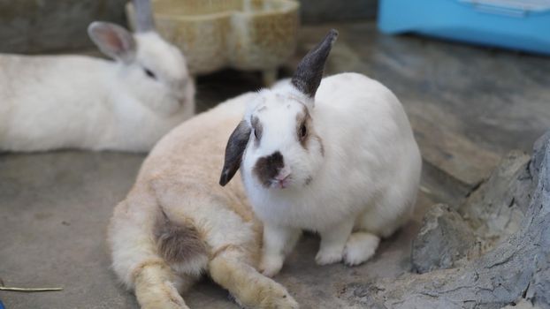 White color rabbit or bunny sitting and playing on cement floor in house and dry Barley straw and water in tray beside them. they look a bit fluffy and adorable. rabbit very popular pets for young woman. animal concept.