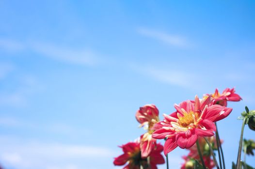 Close up images of red color Dahlia flowers and clear light blue sky in Furano province Northen part of Hokkaido Japan on summer season around August or September.