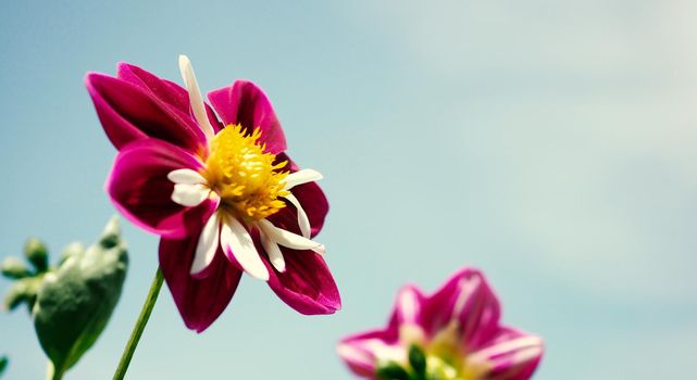 Close up images of red color Dahlia flowers and clear light blue sky in Furano province Northen part of Hokkaido Japan on summer season around August or September.