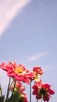 Close up images of red color Dahlia flowers and clear light blue sky in Furano province Northen part of Hokkaido Japan on summer season around August or September.