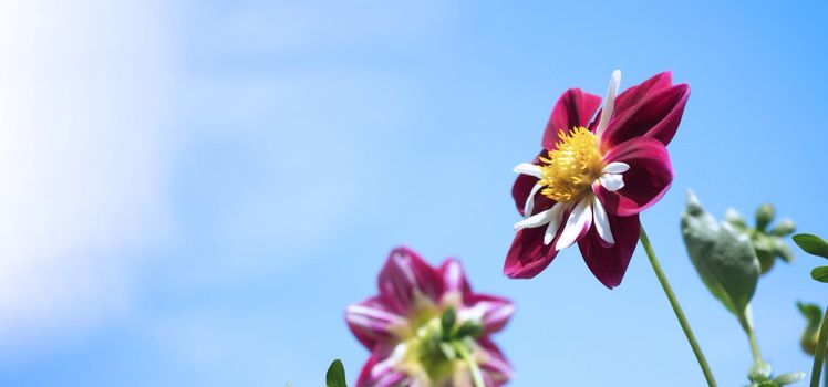 Close up images of red color Dahlia flowers and clear light blue sky in Furano province Northen part of Hokkaido Japan on summer season around August or September.