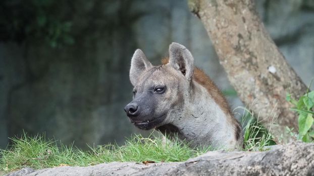 Hyena, Spotted hyena, Crocuta crocuta, Dangerous dog in grasses field near the big rock, set up forest with trees. Animal in nature, Chonburi province. Thailand. Wildlife concept Hyeena life. telephoto shot.