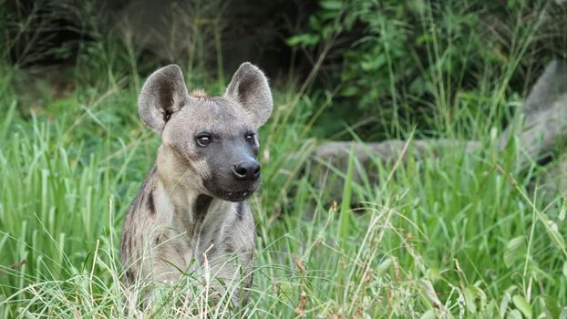 Hyena, Spotted hyena, Crocuta crocuta, Dangerous dog in grasses field near the big rock, set up forest with trees. Animal in nature, Chonburi province. Thailand. Wildlife concept Hyeena life. telephoto shot.