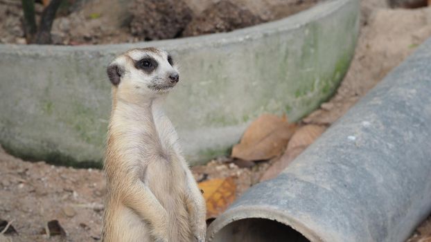 Meerkat looking for something. Suricata suricatta wild predators in natural environment. Wildlife scene from nature. Portrait of Meercat, Asian native animal, small carnivore mongoose family. Chonburi Thailand.