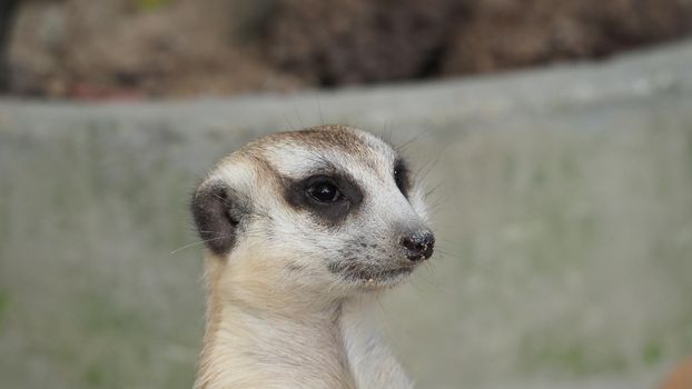 Meerkat looking for something. Suricata suricatta wild predators in natural environment. Wildlife scene from nature. Portrait of Meercat, Asian native animal, small carnivore mongoose family. Chonburi Thailand.