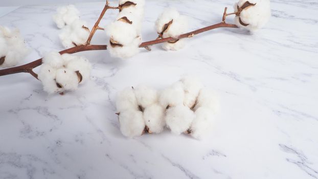 Cotton flower branch on white marble background, top view. Minimal layout high angle shot in studio. Floral cotton background and copy space. Delicate and pure natural soft white cotton flowers. 