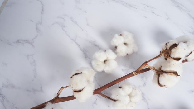 Cotton flower branch on white marble background, top view. Minimal layout high angle shot in studio. Floral cotton background and copy space. Delicate and pure natural soft white cotton flowers. 