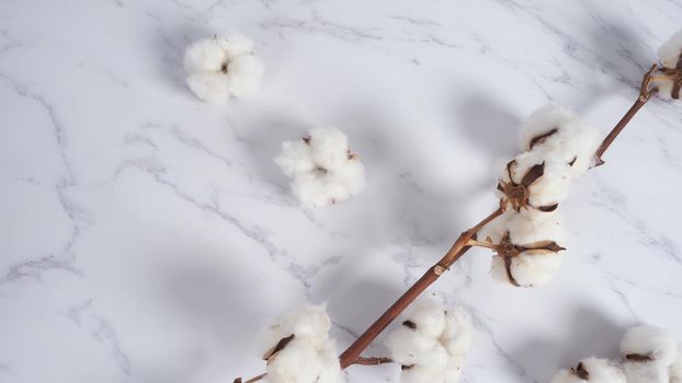 Cotton flower branch on white marble background, top view. Minimal layout high angle shot in studio. Floral cotton background and copy space. Delicate and pure natural soft white cotton flowers. 