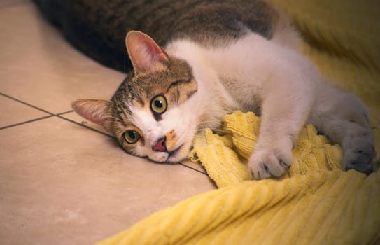 Gorgeous, healthy tabby cat playing on the floor with a yellow towel.