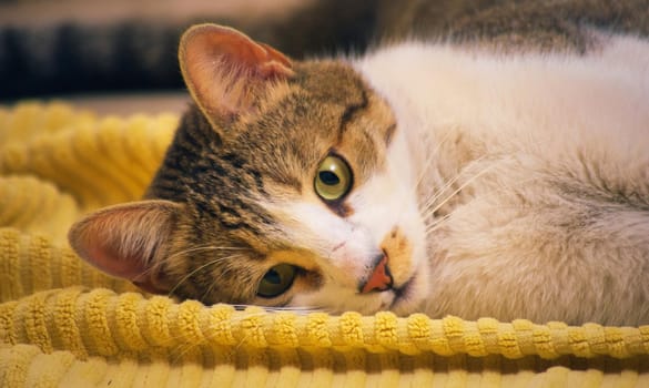 Gorgeous, healthy tabby cat lying on the floor over a yellow towel.