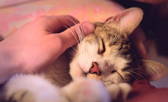 Young, healthy tabby cat receiving affection from his owner.