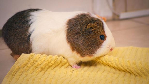 Cute guinea pig playing on the floor over a yellow towel
