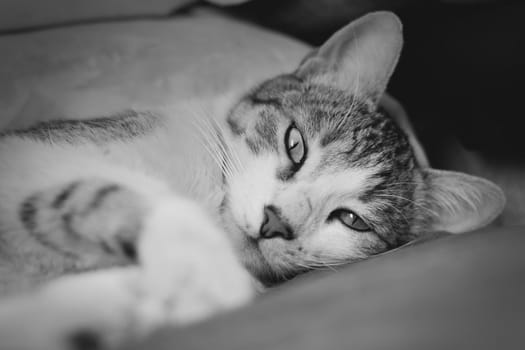 Gorgeous tabby cat lying in a couch, staring straight at the camera. Black and white image.