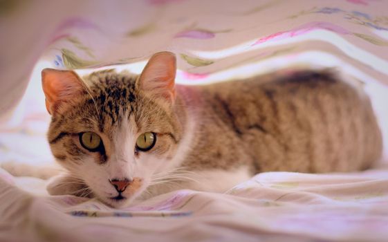 Gorgeous tabby cat with green eyes, staring at the camera, under the bedsheets.