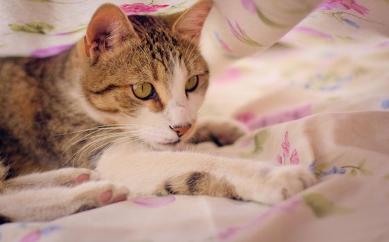 Gorgeous tabby cat with green eyes, playing under the bedsheets.