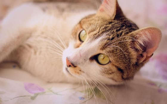 Gorgeous tabby cat with green eyes, lying in bed.