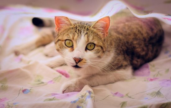 Gorgeous tabby cat with green eyes, staring intensely at the camera, under the bedsheets.