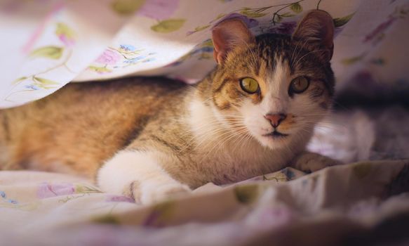 Gorgeous tabby cat with green eyes, staring intensely at the camera, under the bedsheets.