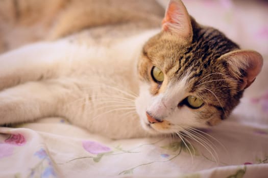 Gorgeous tabby cat with green eyes, lying in bed.