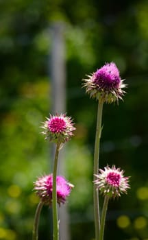 Thistle flowers in bloom in late spring. Close up.