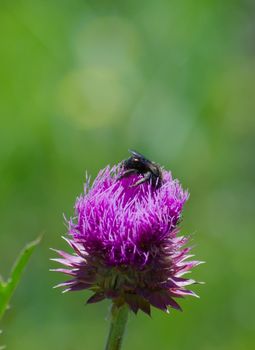 Black wasp collecting nectar from a blossoming thistle flower.