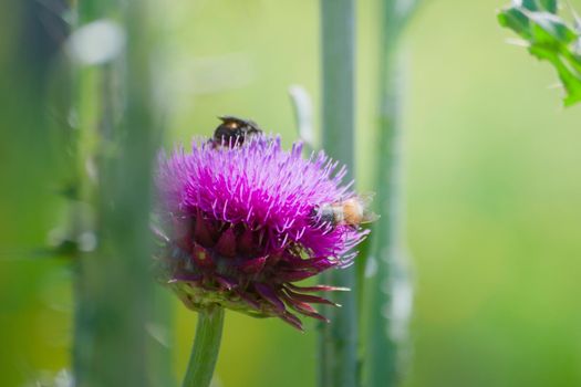 Insects collecting nectar and pollen from a blossoming thistle flower in late spring.