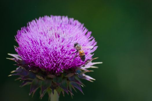 Honey bee collecting nectar and pollen from a blossoming thistle flower in late spring. Macro close up.