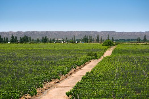 Vineyard in a wine making estate in Tupungato, province of Mendoza, Argentina.