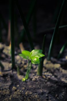 Small green sprout reaching for light. Hope, resilience concept.