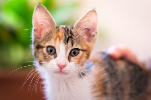 Cute calico tabby kitten staring at the camera.