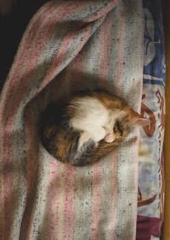 Sleeping tabby kitten curled up in a ball.