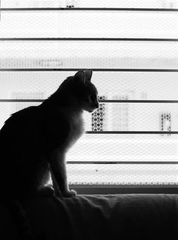 Elegant sitting cat silhouetted against a barred window.