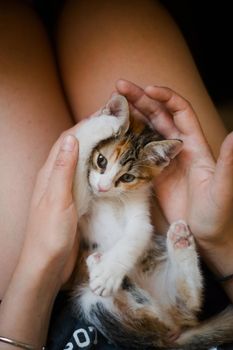 Funny, adorable kitten playing on a woman's lap.