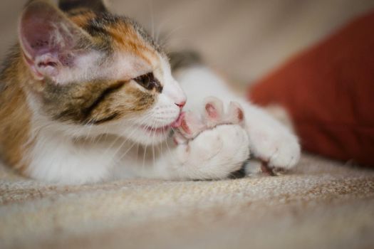 Cute tabby kitten grooming itself. Close up.