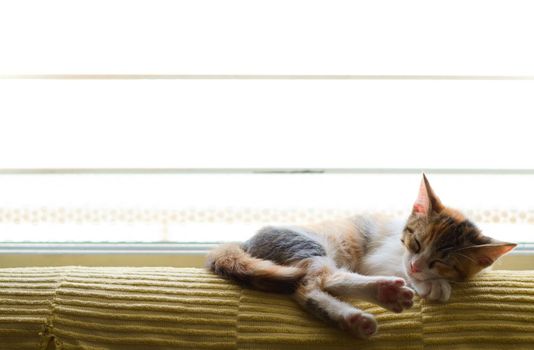 Cute tabby kitten sleeping by a window.