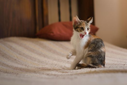Cute tabby kitten with a playful expression on a bed.
